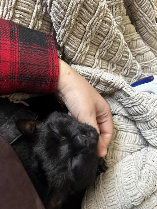 Black cats head coming out of a blanket with his eyes closed looking up towards the camera