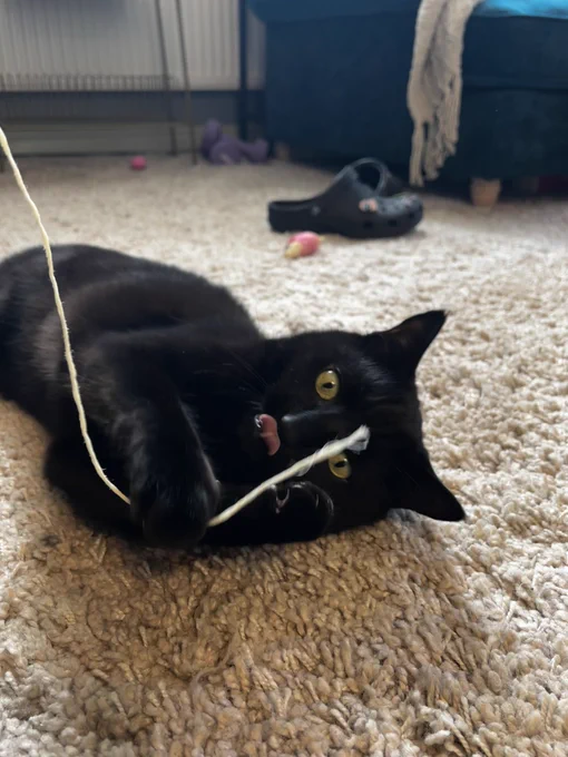 Black cat laying down with his tongue out grabbing a piece of string