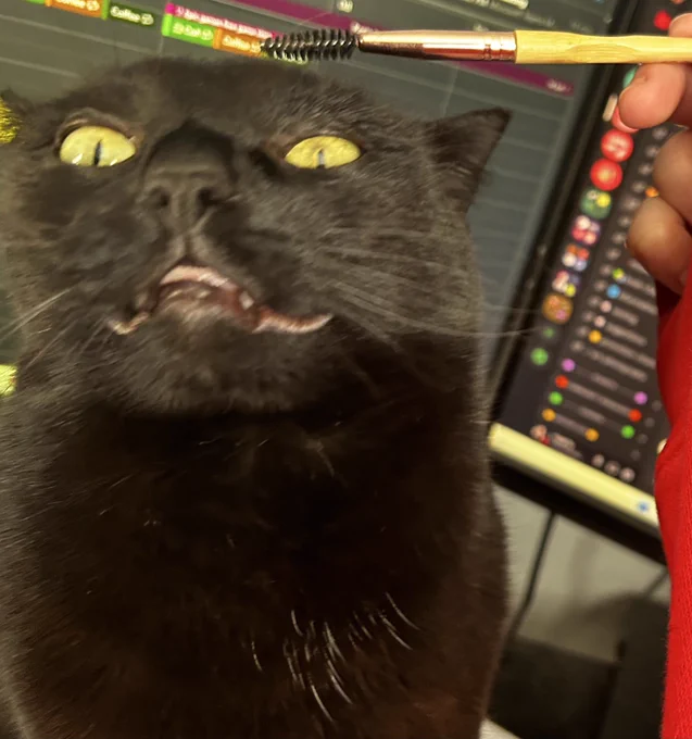 Black cat with his mouth slightly open being brushed with an eyebrow brush
