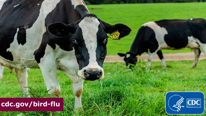 Two cows walking in a field eating grass. The CDC logo is on the bottom right corner and “cdc.gov/bird-flu” written in white on a burgundy background is on the bottom left corner.
