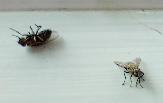 Two flies on a window sill: one right side up and probably alive, one on its back and almost certainly not