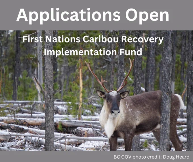 APPLICATIONS OPEN for the First Nations Caribou Recovery Implementation Fund. #caribou #firstnations