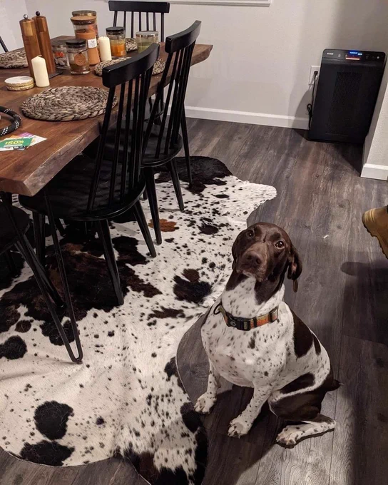 a german shorthaired pointer is sitting with an alarmed expression on her face and her ears pinned back. to her right is a dining room table atop an enormous cowhide rug that shares the same sort of speckled patterning and big dark spots as her coat. she is understandably uncomfortable.