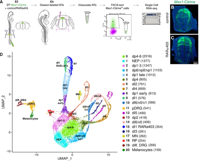 Figure 1: Assignment of transcriptomes to cell identities. (A) Experimental design for isolating single dorsal NT cells. (B,C) NTs electroporated at E2.5 and microdissected at E4, showing similar Msx1-Citrine labeling between control and RARα403 treatments. (D) UMAP of control and treated samples, colored by cluster with cell count indicated