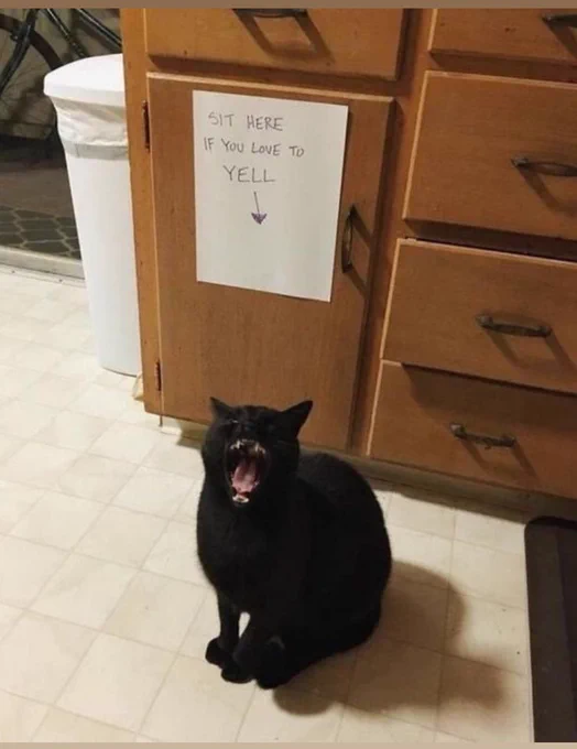 a sign that says sit here if you love to yell with a black cat under it screaming loud with a big mouth full of teeth