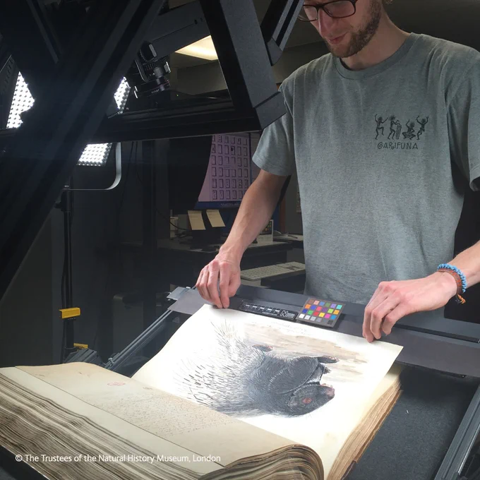 A book, open to an illustration of an identified mammal, sitting on a book cradle to be digitised. A man stands in the background, ready to turn the page.