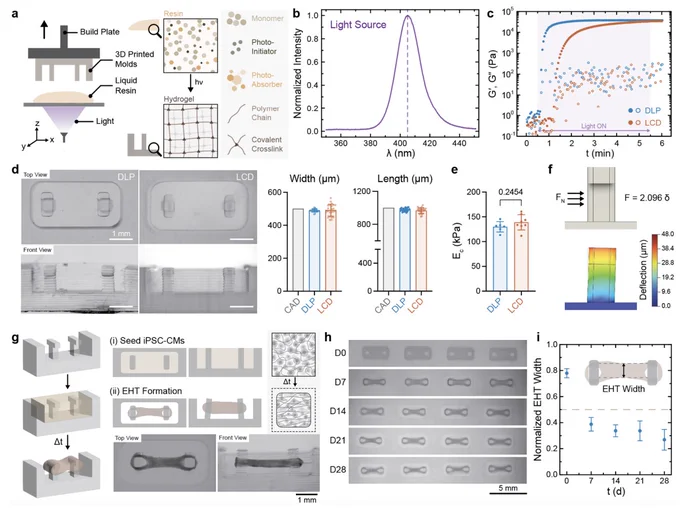 3D printing of hydrogel micropillar molds to fabricate human engineered heart tissue (EHTs)