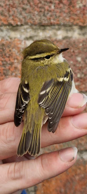 Yellow-browed Warbler (Phylloscopus inornatus).