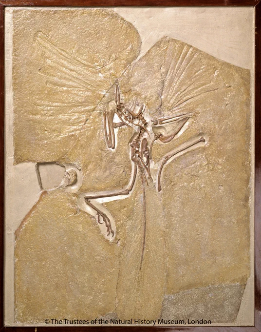Archaeopteryx lithographica specimen at the Natural History Museum showing both dinosaur and bird feathers. 