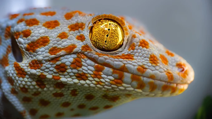 A tokay gecko. Credit: Duncan Leitch