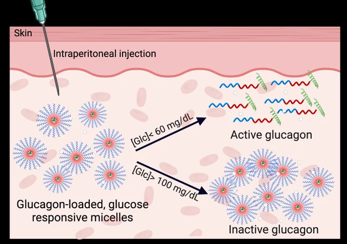 An illustration showing a needle injecting glucose-response micelles under the skin. An inactive version of the glucagon drug is sketched as blue spheres with inner red circles, and the active form of the drug is represented as multicolored squiggles.