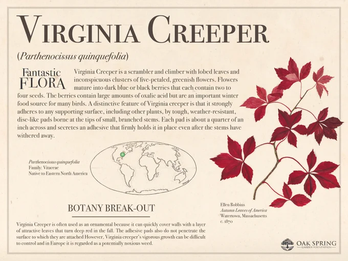 Virginia Creeper (Parthenocissus quinquefolia) is a scrambler and climber with lobed leaves and inconspicuous clusters of five-petaled, greenish flowers. Flowers mature into dark blue or black berries that each contain two to four seeds. The berries contain large amounts of oxalic acid but are an important winter food source for many birds. A distinctive feature of Virginia creeper is that it strongly adheres to any supporting surface, including other plants, by tough, weather-resistant, disc-like pads borne at the tips of small, branched stems. Each pad is about a quarter of an inch across and secretes an adhesive that firmly holds it in place even after the stems have withered away.

Virginia Creeper is often used as an ornamental because it can quickly cover walls with a layer of attractive leaves that turn deep red in the fall. The adhesive pads also do not penetrate the surface to which they are attached However, Virginia creeper’s vigorous growth can be difficult to control. 