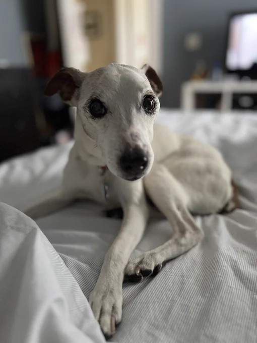 My dog, Mickey