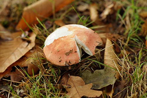 A bright brown mushroom with a slice taken out of it