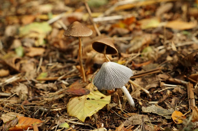 Small delicate fungi on the woodland floor.