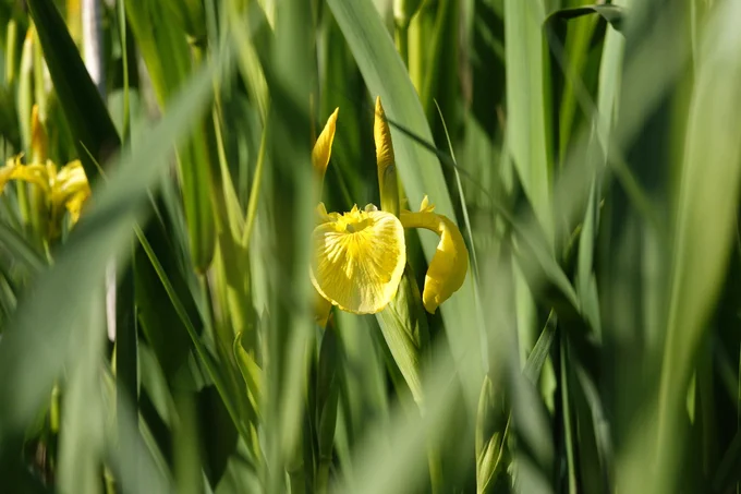 Photo of Yellow Flag Iris (Iris pseudacorus) by Lorraine Hill