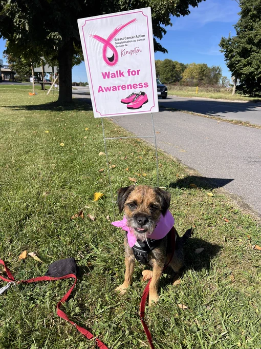 Betty, a small Border Terrier with a wiry brown and black coat, sits on grass wearing a pink bandana and a black harness. She looks toward the camera with her tongue slightly out, and her red leash is lying on the ground next to her. Behind her, a sign reads “Breast Cancer Action Kingston - Walk for Awareness” with pink sneakers illustrated below the text. The setting is a sunny day in a park with a paved road visible in the background.