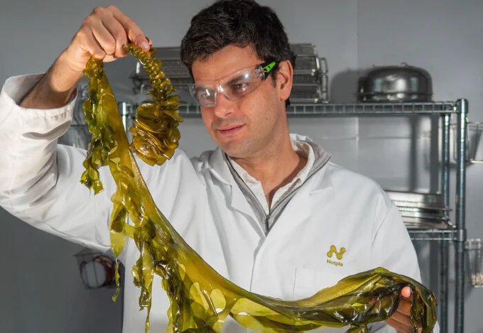 Guy with seaweed