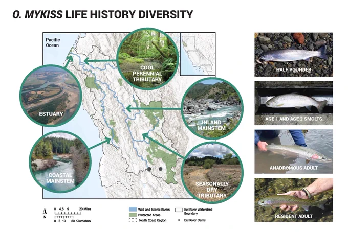 From the blog post: Figure 1. Salmon are iconic mobile foragers. As they grow from eggs laid in freshwater streams to adults in the ocean, salmon can make use of virtually all of the freshwater, estuarine and marine habitats they can physically access. However, each habitat differs in timing and extent of food abundance, food accessibility, and environmental conditions that contribute to growth. This shifting mosaic can be expressed as a foodscape (Figure 2). Figure 1 is reused here, with permission, from CalTrout et al. (2024).