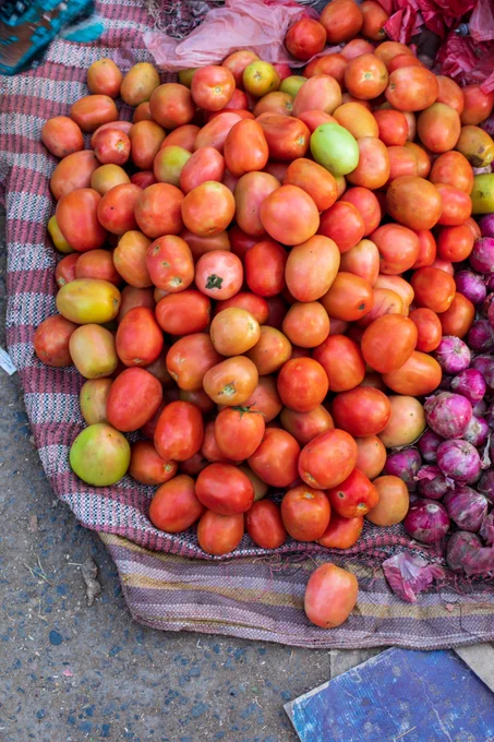 A pile of tomatoes on a tarp on the ground.