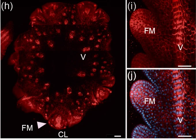 KRN5b regulates the maize kernel development through its influence on hormones. (h–n) fluorescent PIN1immunohistochemistry signals in immature ears of control (h–j) or KRN5b KO (k–n). (h) PIN1 immunolocalisation in the cross section of control ear. (i and j) PIN1 immunolocalisation (red in i and j) merged with DAPI (blue in j) in the vertical section of control ear. 

