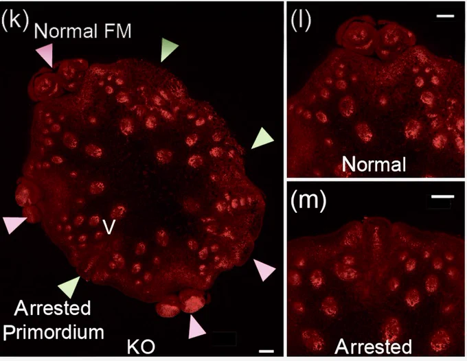 KRN5b regulates the maize kernel development through its influence on hormones. (k) PIN1 immunolocalisation in the cross section of KO ear. (l and m) The local features of (f) shows the normally developed FM and the arrested kernel primordium.
