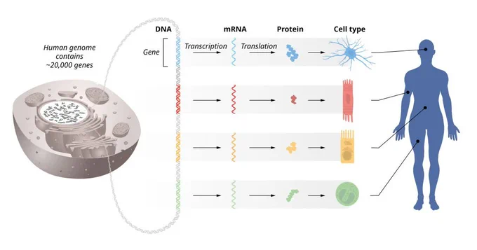 The flow of genetic information from DNA to mRNA to proteins. The identical genetic information is stored in DNA of all cells in our bodies. This requires precise regulation of gene activity so that only the correct set of genes is active in each specific cell type. Credit: The Nobel Committee for Physiology or Medicine. Ill. Mattias Karlén.