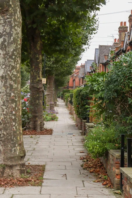 Tree lined streets in Haringey, N London