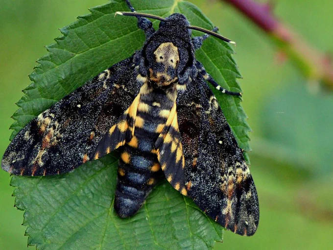 A large black and yellow moth with a distinct skull-shaped marking on its thorax, resting on a green leaf