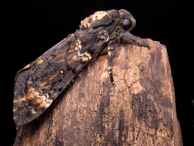 Side view of a Death's-head Hawk-moth resting on a piece of wood against a black backdrop