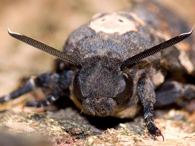 Close-up of the face of a Death's-head Hawk-moth with long antennae and large eyes