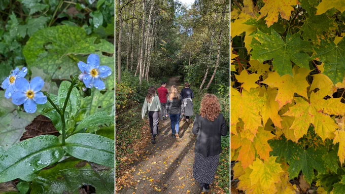 A montage of three images showing forget me notes, a small group of Paths for All staff walking along a woodland path, and autumn leaves.