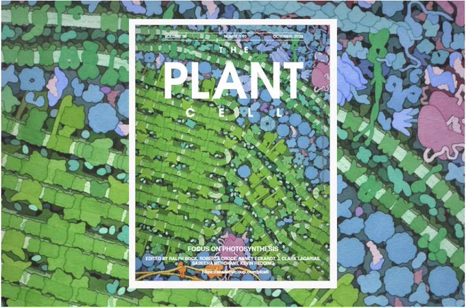 Title: FOCUS ON PHOTOSYNTHESIS On the cover: Artistic rendering of the interior of a chloroplast. This crosssection through a chloroplast shows the two-layered membrane at the top (sage green) and the stacked grana below (bright green). The photosynthetic electron transport chain is embedded in the membranes of the grana. Rubisco (represented by the large blue blobs) is found in the soluble space. The illustration emphasizes the distributed workload among the many different chloroplast proteins. This focus issue on photosynthesis includes a commentary on plastid retrograde signaling, a commentary on open questions in photosynthesis research, a perspective on improving photosynthesis, six indepth review articles covering the major protein complexes participating in the photosynthetic light reactions, and a set of eight original research articles. Image credit: David S. Goodsell. doi: 10.2210/rcsb_pdb/goodsell-gallery-010.