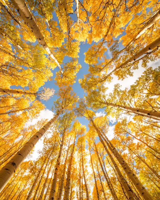 Upward view of tall aspen trees with bright golden-yellow leaves against a clear blue sky, creating a vibrant autumn scene. 