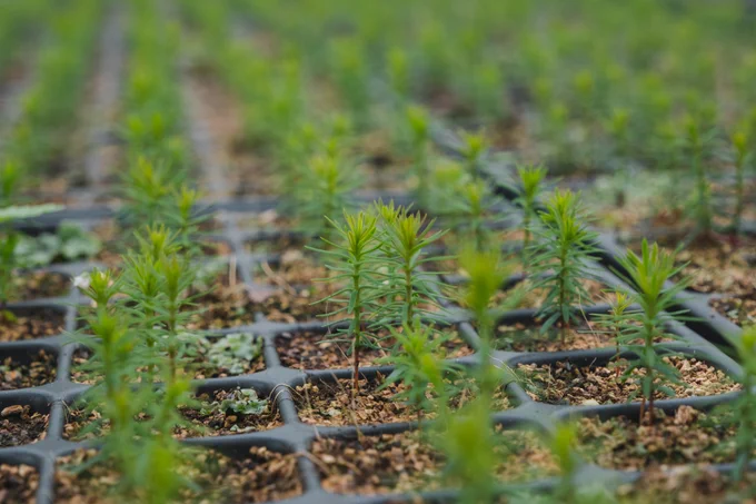 Western red cedar - Delamere Nursery - Rupert Barry - Forestry England