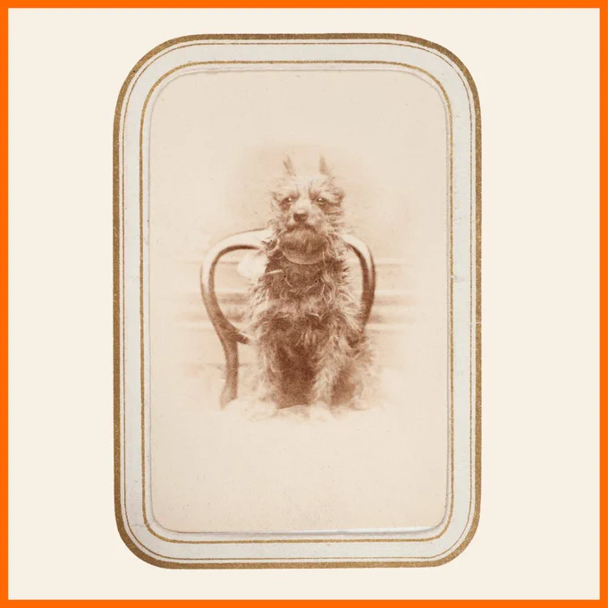 Sepia photo of a small dog with dark scruffy fur. It is sitting on a chair and looking determinedly into the distance.