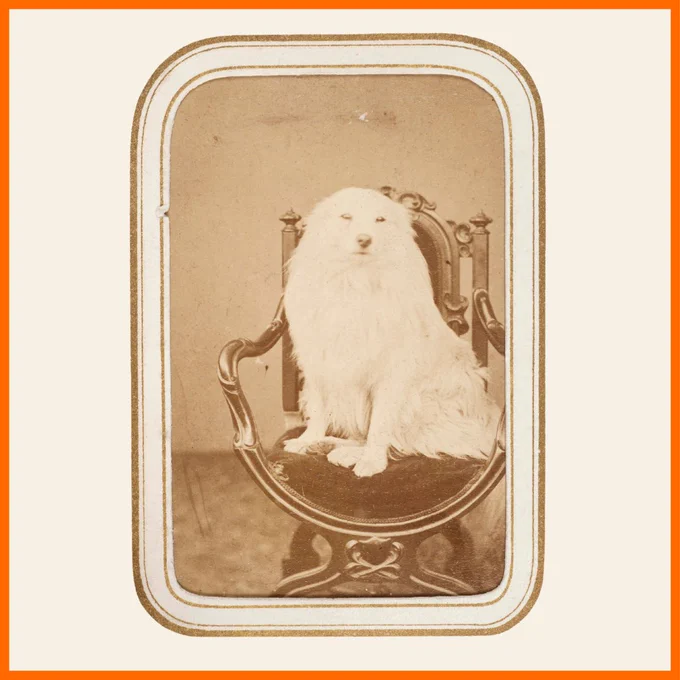 Sepia photo of a small dog with long white fur. It is sitting on a padded chair and looking directly into the camera, with a solemn expression.