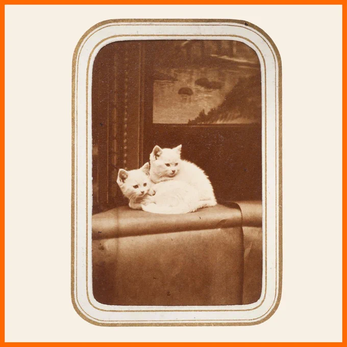 Sepia photo of two small white kittens. They are curled up together on the back of a sofa, and they are both looking to the right.