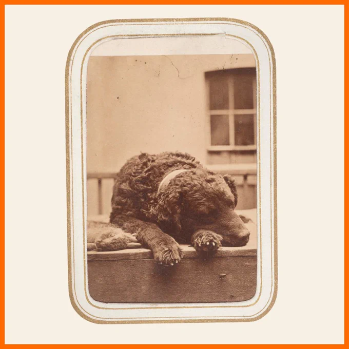 Sepia photo of a dog with dark, curly fur sleeping on a wooden deck.