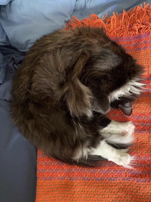 Fluffy cat with ridiculous toe tufts curled up sleeping and covering his face with a paw
