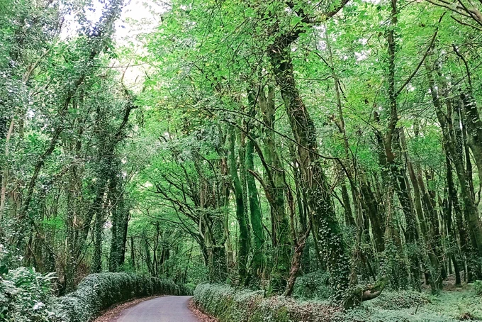 A paved country road through a very green wood. The densely packed trees are tall and almost meet high above the road
