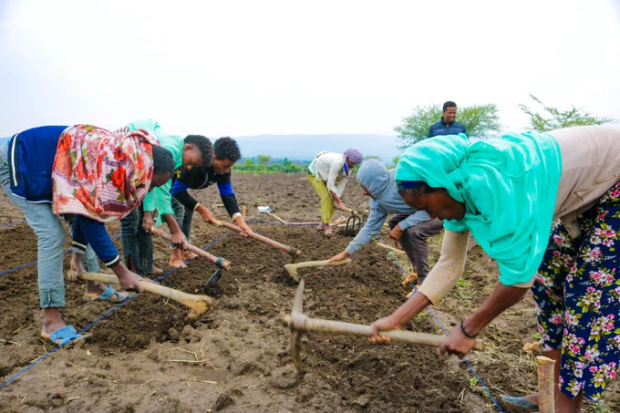 Two rows of men and women. Each one has a pick ax and they are bent over digging at the earth.