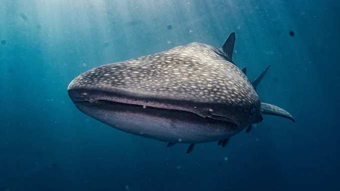 Underwater photograph of a whale shark swimming gracefully in the deep blue ocean. Stock image.