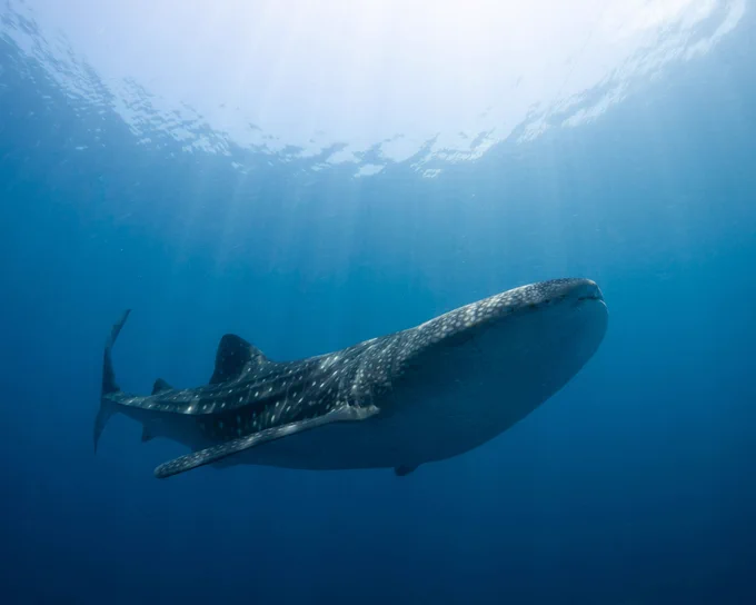 A whale shark swimming in the deep blue ocean, with sunlight streaming through the water from above, illuminating its distinctive pattern of white spots.
