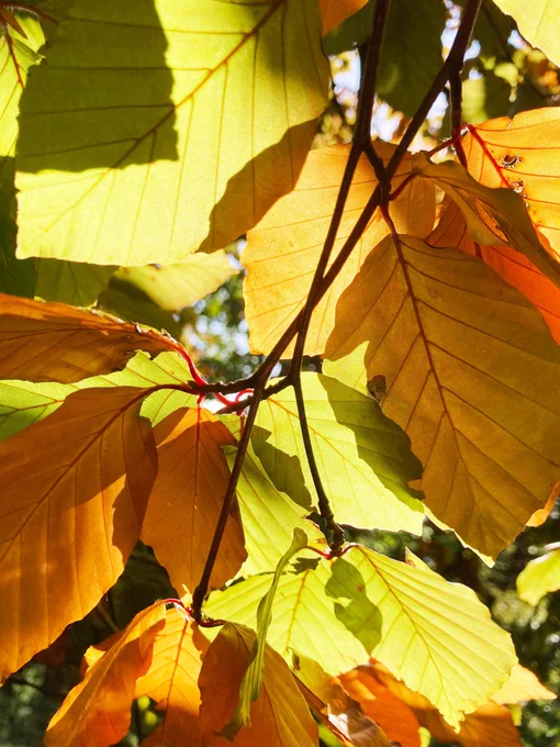 A close up of the underside of leaves (possibly beech). Some are light green, others are amber 