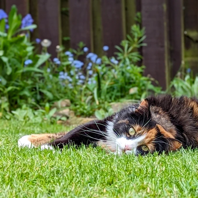 A pretty tortoishell cat is lying sideways on the grass looking at the camera. 