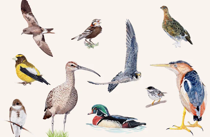 Watercolours of ten different bird species that regularly occur in Canada. 