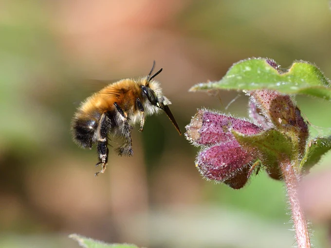 📷 Hairy-footed Flower Bee (Anthophora plumipes) ©️ Tim Worfolk (CC BY-NC-ND 2.0, Flickr)