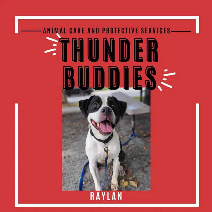 Animal care and protective services thunder buddies and a picture of a brown and white dog