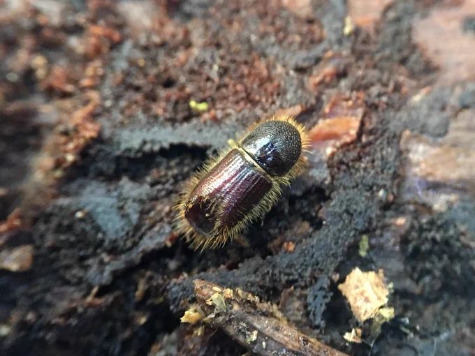 Ips typographus